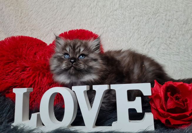 Black Smoke Kater aus sozialer Katzenzucht aus Herten Westerholt 