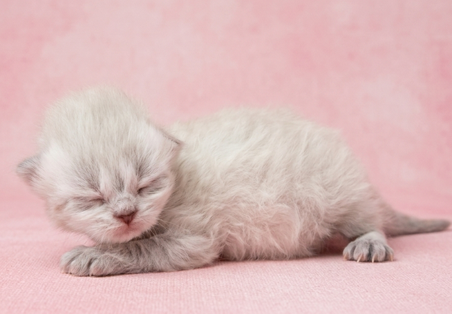 Süßes Katzenbaby familiengeeignet aus Hobbyzucht 