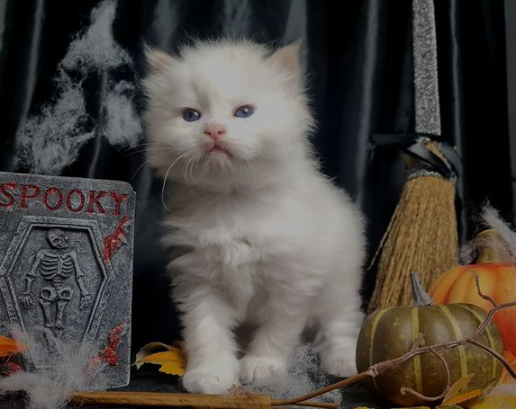 Neva Masquarade Kater Kitten Allergikerkatze. Red Smoke Point White. Verschmustes kitten