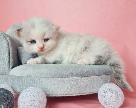 Seal Tortie Smoke Point White Mädchen neva Masquarade 