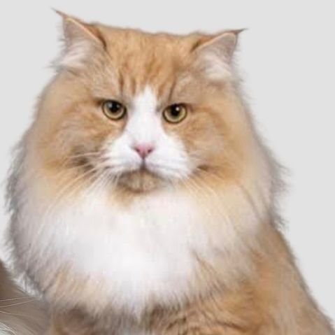 Luke White Witch ein sibirischer Kater in Black Silver Tabby mit hohem Weißanteil. Nachkommen von Benjamin Khaleesi Delia.