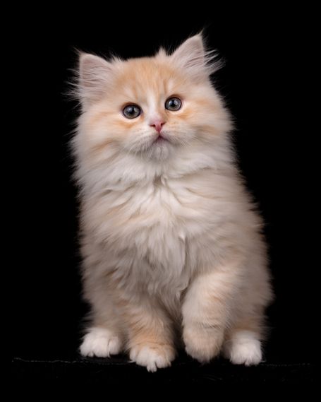 Seltene sibirische Katze in Red Smoke White wird in der WCF Katzenzucht Magical Lights Zuchtkatze. Bester Charakter einer Natur Katzenrasse 