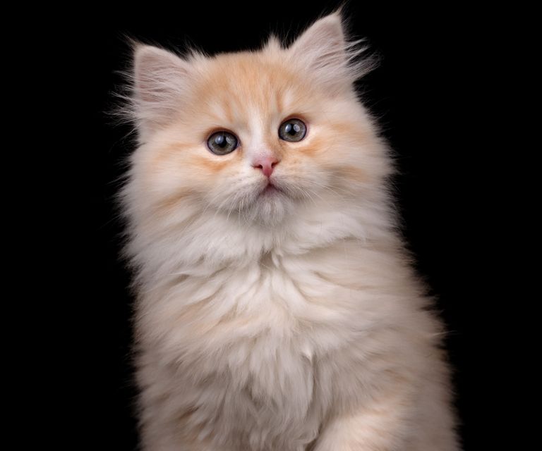 Gothic Girl mit Katze. Böser extravaganter Look. Neva Masquarade mit Punk. Punkrock Züchterin von Sibirischen Katzen.