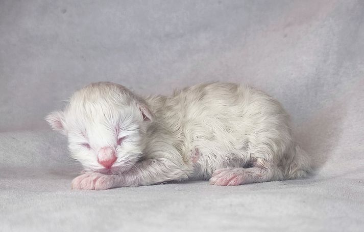 Unkomplizierte familiengeeignete, allergikerfreundliche und anhängliche Rassekatze. 