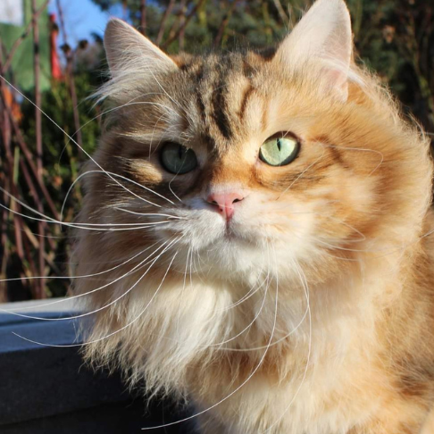 Punch Top Matryoshka. Ein Red Tabby Sibirischer Kater im Schnee mit Winterfell und dichter Unterwolle. Winterfoto mit Katze