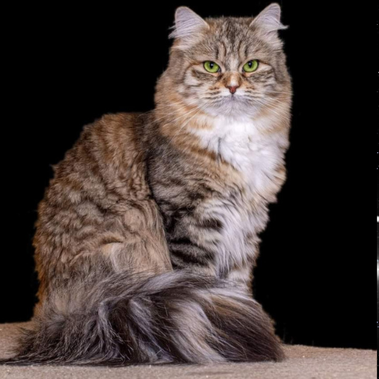 Margot White Witch aus Tschechien. Sibirische Katze im Wildlook. Hat etwas wildes zartes schüchternes.