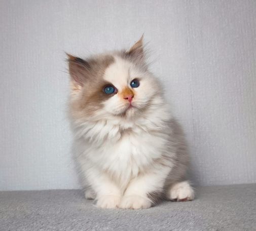 Rare color from neva Masquarade siberian Point Breed. Friendly and healthy Kitten with Personaly shipping Worldwide. Strong puffy available 