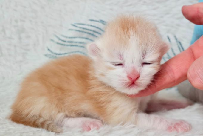 Red Smoke White Kater sibirisches kitten