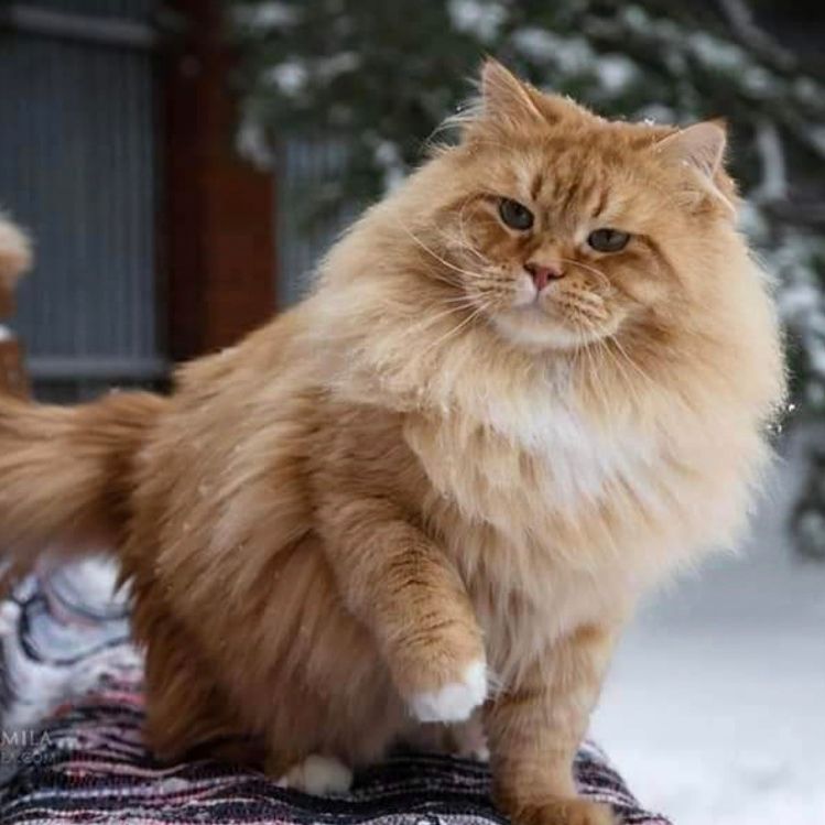 Punch Top Matryoshka. Ein Red Tabby Sibirischer Kater im Schnee mit Winterfell und dichter Unterwolle. Winterfoto mit Katze