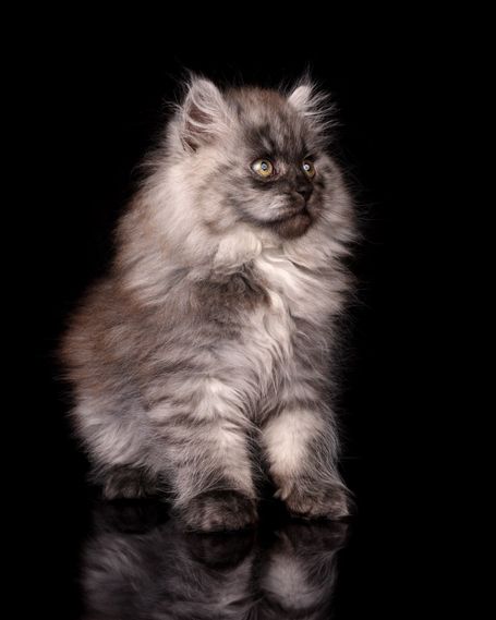 Perfekter plüschiger Black Smoke Sibirischer Kater zum kuscheln für Familien mit Kindern aus seriöser Hobbyzucht in Herten, Ruhrgebiet 