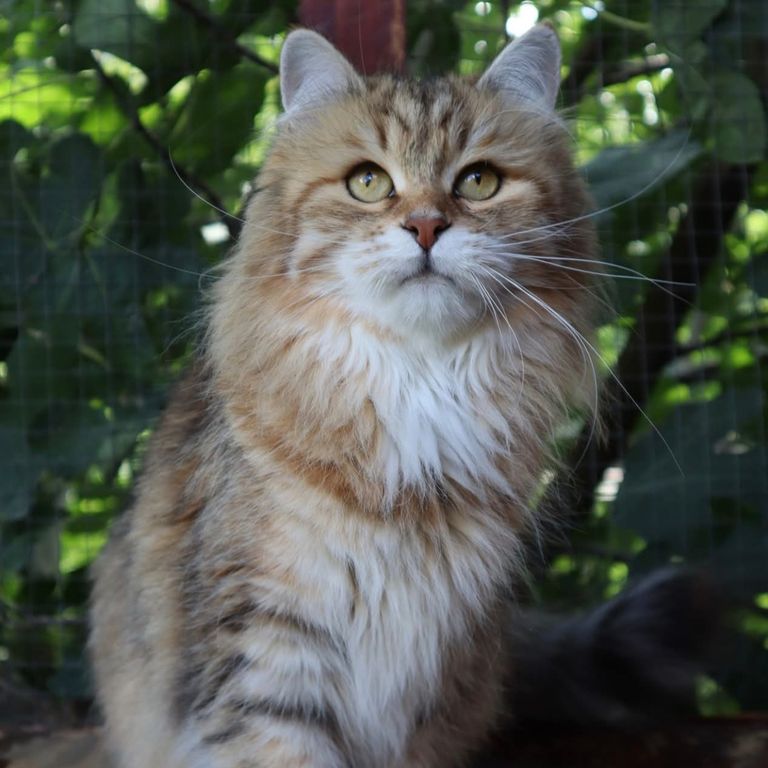 Sibirische Katze in Black Sunshine Tabby Spotted White namens Isabella Wild Soul. Hat den Titel Großer Internationaler Champion