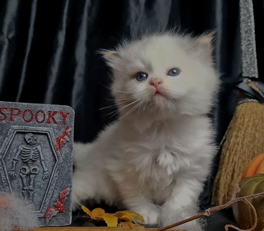 Neva Masquarade, schön gezeichnete Seal Tortie Smoke Point White Katze. 