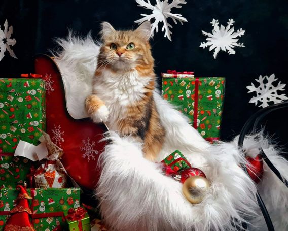 Weihnachtsfoto mit Sibirischer Katze im Schlitten mit Geschenken und Schneeflocken und Weihnachtskugeln. Katze hat eine dicke Schnute 