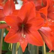 Amaryllis, löst Übelkeit als Vergiftungserscheinung aus