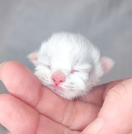 Kleiner Neva Masquarade Kater in Red Tabby Point