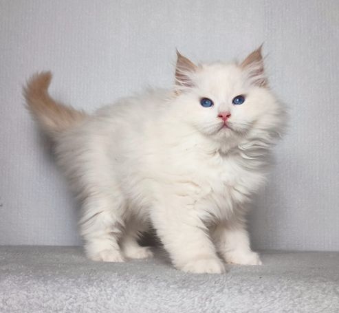 Flauschiger Teddybär ein neva Masquarade in Red Smoke Point White perfekt für Familien, Allergiker und Paare. Gesunde freie Kitten abzugebe