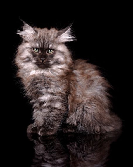 Halblanghaar Katze außergewöhnlich schöne und besondere Kitten mit Silber/Smoke für Menschen die eine extravagante Rassekatze möchten