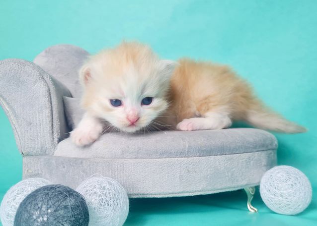 Red Smoke White Kater kitten