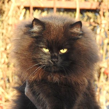 Neva Masquarade Torte sieht sehr böse und plüschig aus. Grimmigen Blick mit blauen Augen und wunderschönes weiches weißes Fell.