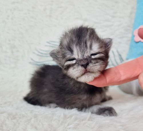 Black Smoke Kater sibirische Katze Kitten