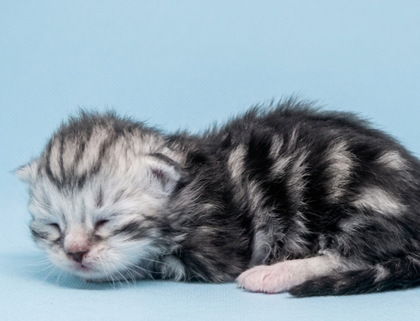 Show Kitten sibirischer Kater wiskas 