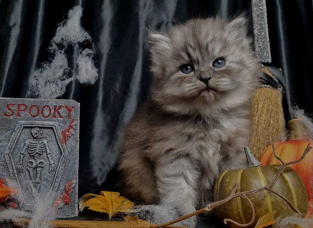 Black Smoke Sibirischer Kater aus liebevoller Hobbyzucht aus Herten Westerholt.