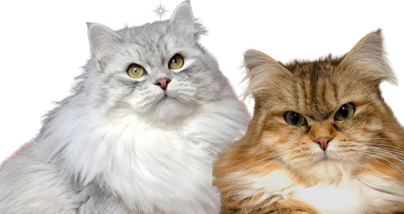 Eltern eines Wurfs Sibirischer Katzen und Neva Masquarade. 
Magical Lights Heaven und Glückstiger Amore Mio.