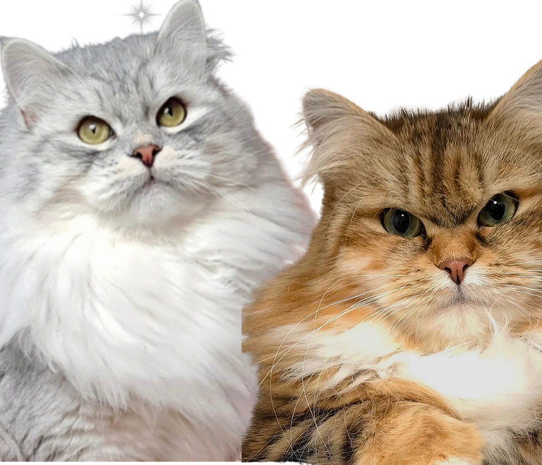 Verfügbare freie Kitten der Rasse Sibirische Katze und Neva Masquarade. Allergikerfreundlich aus Herten von Zucht