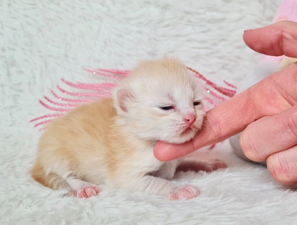 Red Smoke Mädchen sibirische Katze kitten