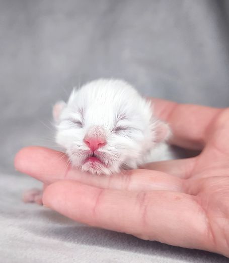 Soziale Katzenbabys für Familien, kinderlieb aus dem Ruhrgebiet
