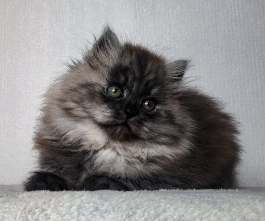 Perfekter plüschiger Black Smoke Sibirischer Kater zum kuscheln für Familien mit Kindern aus seriöser Hobbyzucht in Herten, Ruhrgebiet