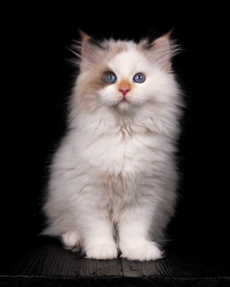 Rare color from neva Masquarade siberian Point Breed. Friendly and healthy Kitten with Personaly shipping Worldwide. Strong puffy available 