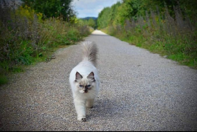 Neva Masquarade läuft den Weg entlang. Katzen Fotoshooting Outdoor. Walk a line.