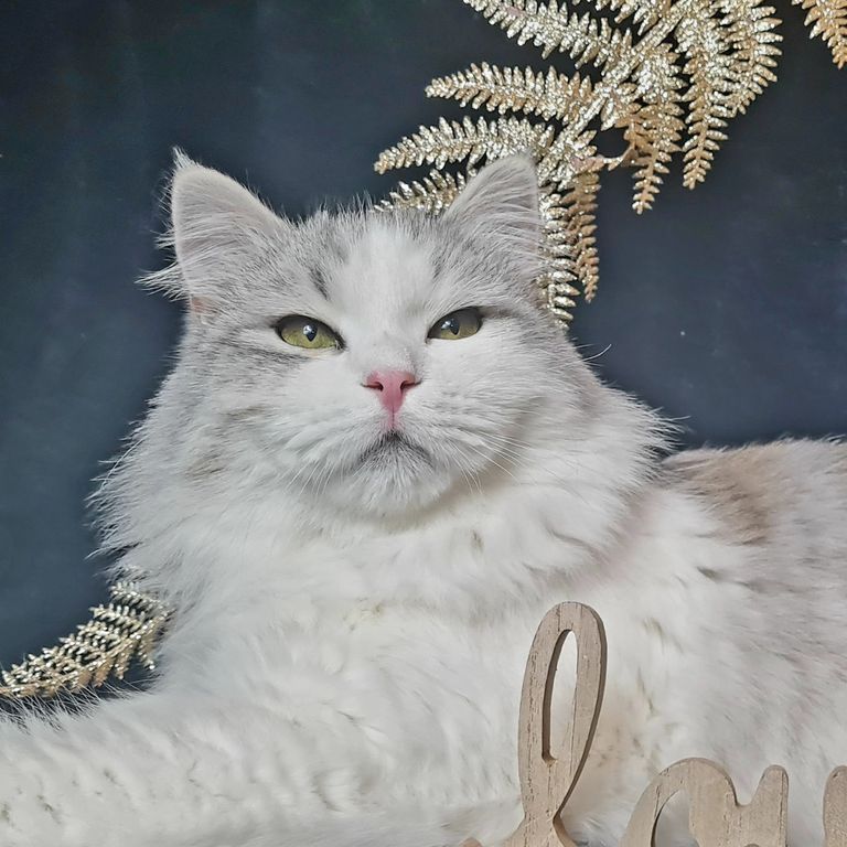 Luke White Witch ein sibirischer Kater in Black Silver Tabby mit hohem Weißanteil. Nachkommen von Benjamin Khaleesi Delia.