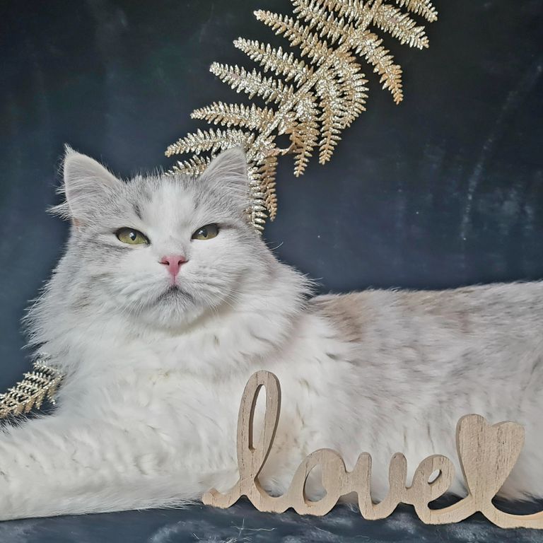 Black Silver Bicolor Sibirischer Kater namens Luke White Witch aus Tschechen.  Hat den Titel Internationaler Champion erreicht.