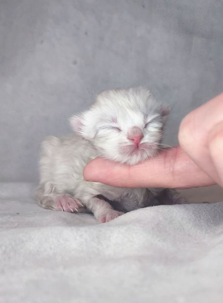 Süßes Neva Kitten aus Hobbyzucht in Herten