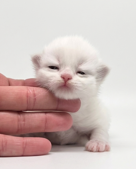 niedlicher Neva Masquarade Kater wird für Allergiker geeignet sein