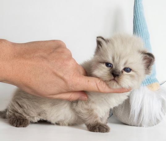 Absolute Traumfarbe. Ein seltener blue smoke point Kater