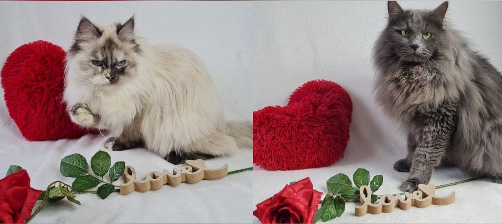 Valentinstags Foto mit Neva Masquarade Katze. Sehr verliebt