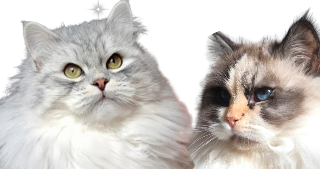 Eltern eines Wurfs Sibirischer Katzen und Neva Masquarade. 
Magical Lights Heaven und Glückstiger Amore Mio.