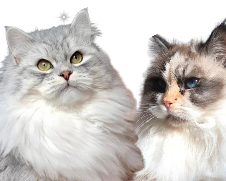 Verfügbare freie Kitten der Rasse Sibirische Katze und Neva Masquarade. Allergikerfreundlich aus Herten von Zucht