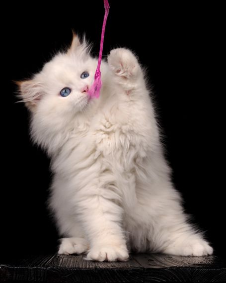 Flauschiger Teddybär ein neva Masquarade in Red Smoke Point White perfekt für Familien, Allergiker und Paare. Gesunde freie Kitten abzugeben