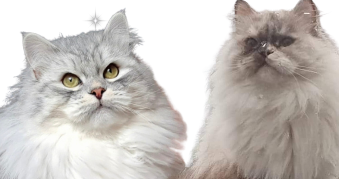 Eltern eines Wurfs Sibirischer Katzen und Neva Masquarade. 
Magical Lights Heaven und Glückstiger Amore Mio.