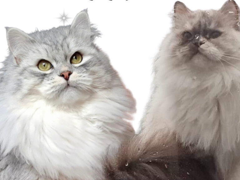 Verfügbare freie Kitten der Rasse Sibirische Katze und Neva Masquarade. Allergikerfreundlich aus Herten von Zucht