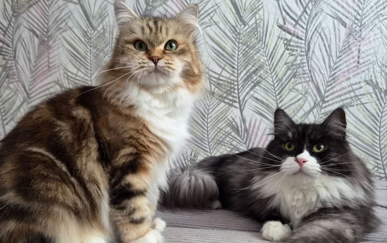 Verfügbare freie Kitten der Rasse Sibirische Katze und Neva Masquarade. Allergikerfreundlich aus Herten von Zucht