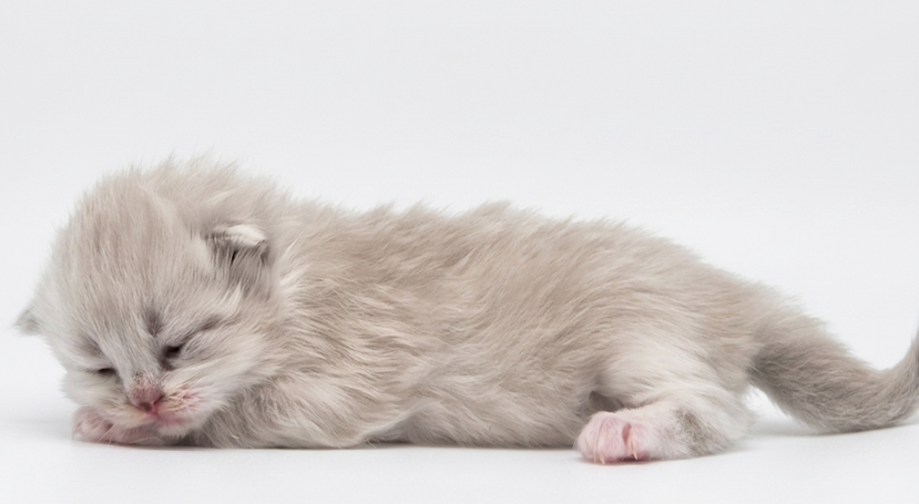 Vielversprechendes Tortie Neva Kitten. Beste Katzenzucht in NRW Deutschland. Schönste Katzen 