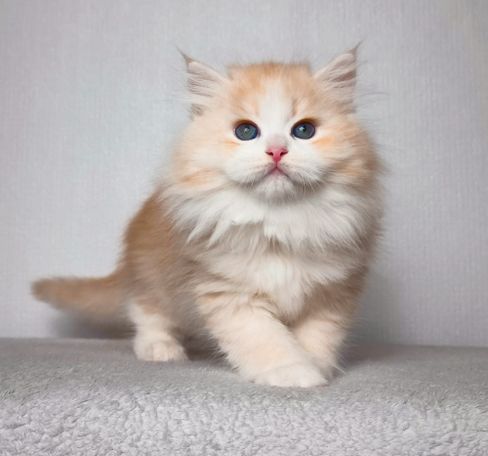 siberian Cat Breed with beautiful fluffy  available Kittens from wcf breeder for Family many silver and a Special look