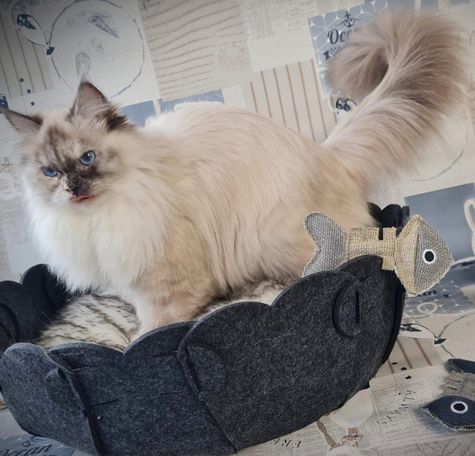 Hübsche Neva Masquarade Katze  in seal Tortie smoke Point White mit dunkel blauen Augen.
