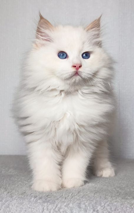 Flauschiger Teddybär ein neva Masquarade in Red Smoke Point White perfekt für Familien, Allergiker und Paare. Gesunde freie Kitten abzugebe