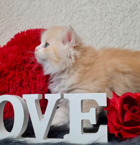 Bildschöner Red Smoke White Sibirischer Kater aus NrW Ruhrgebiet 